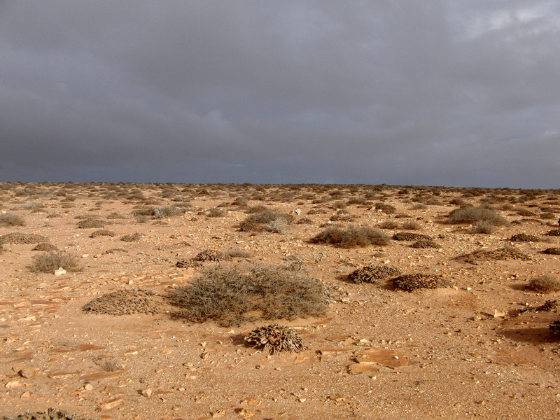 Succulents to the North