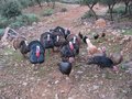 #11: Turkeys running after me