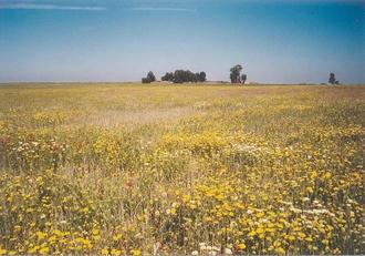 #1: The Confluence 33°N 7°W in a barley field full of flowers