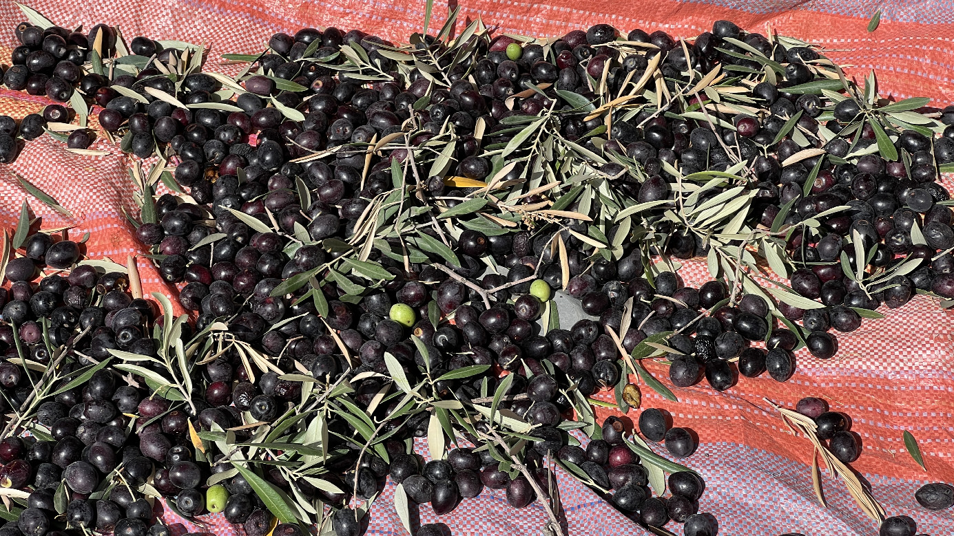 The olive harvest in the village