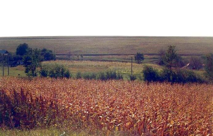 Southern aspect of CP is edge of corn field.