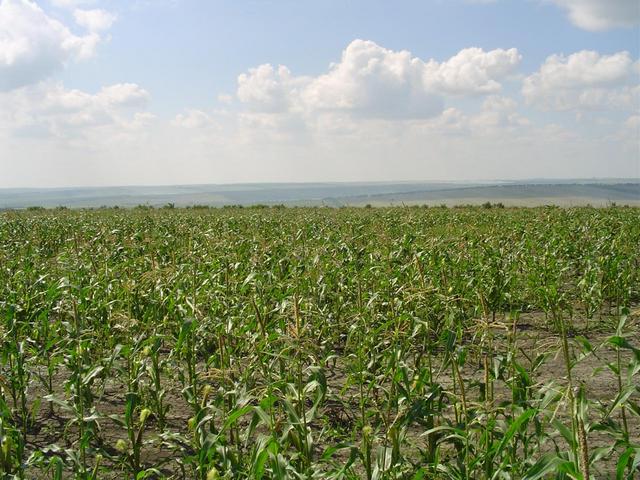 from the confluence in direction of drochia