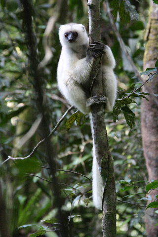 Silky Sifaka