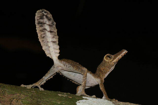 Leaf-tailed Gecko