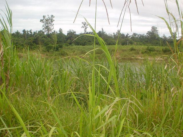 Blocked by the Iaroka River - 18°59'28.8"S 48°59'18.2"S