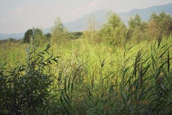 #1: the confluence point from a small tree nearby distance: 25 meters