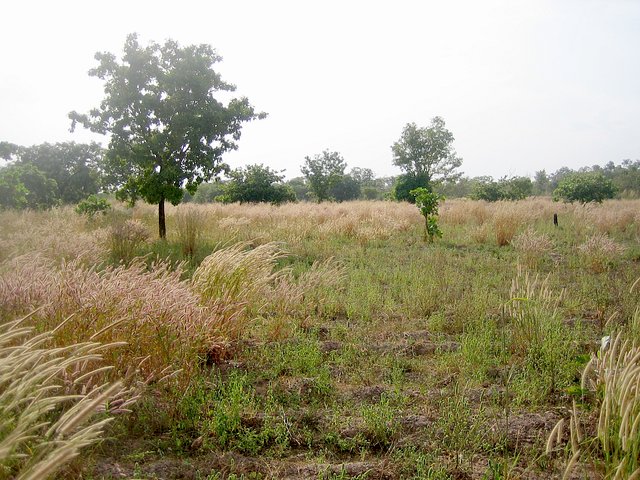 Photo at Confluence looking west