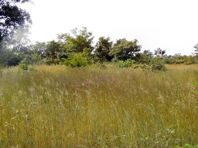 View of the Confluence