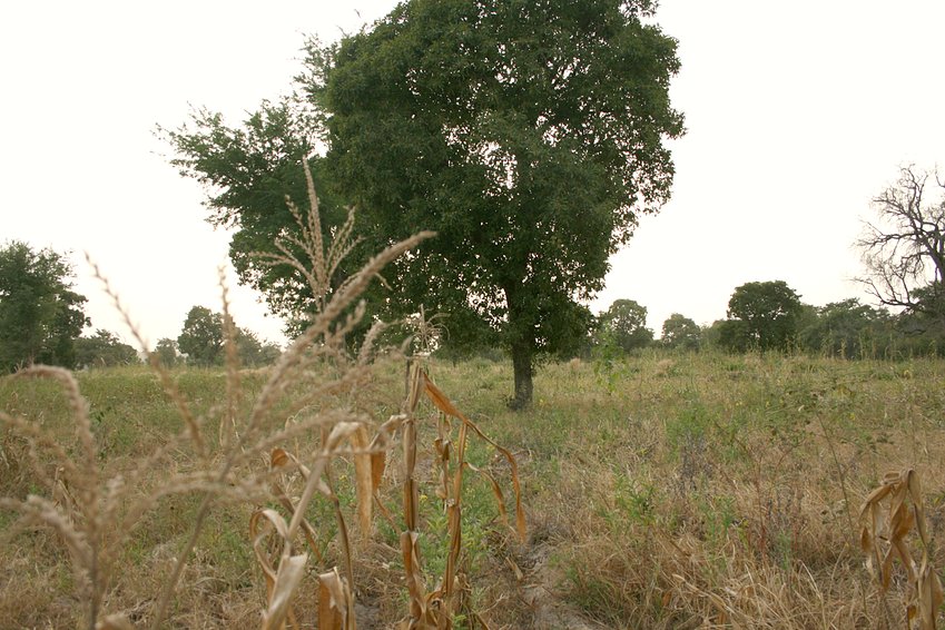 Millet field westwards