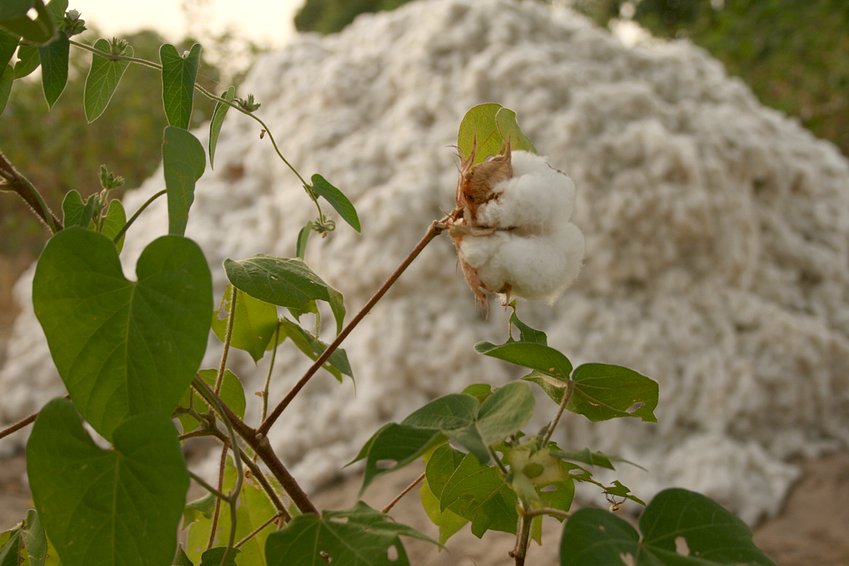 Cotton plant