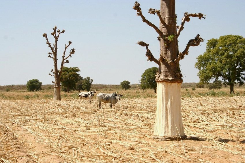 Baobab, the fibers recently taken away from the bark