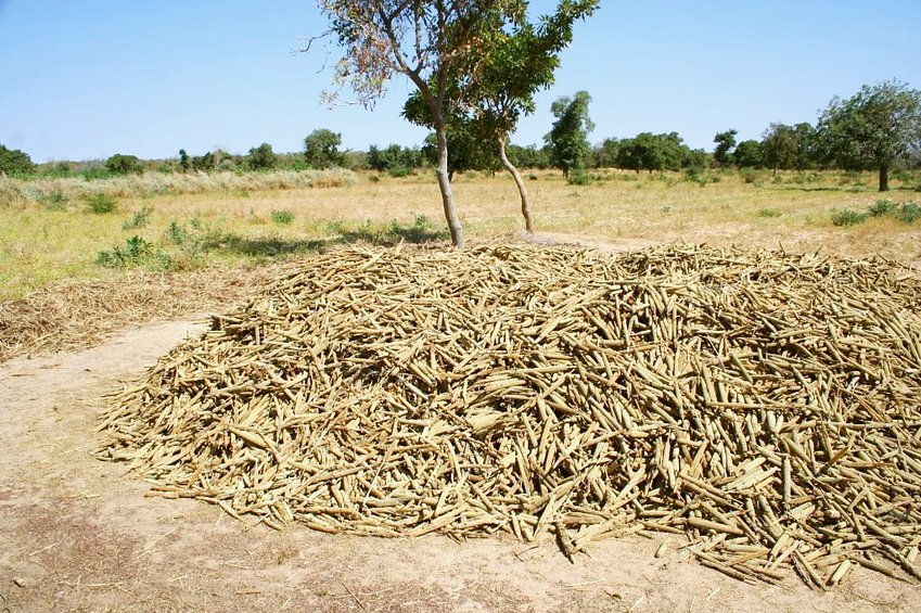 Harvest of millet