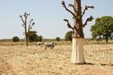 #7: Baobab, the fibers recently taken away from the bark