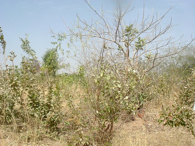 View north from site.