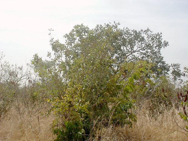 View south from site