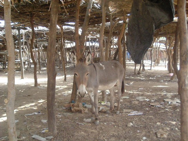 Deserted market stalls in Nossombougou (13°06'N 7°56'W) on the day of Le Drale cattle sales