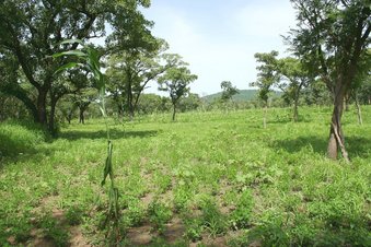 #1: The Confluence (just near the tree on the left) and view to the North