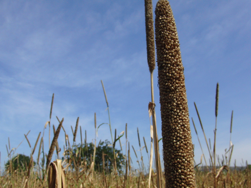 Millet near the Confluence