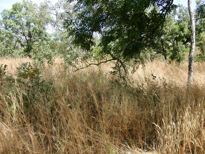 Shrub forest to the North