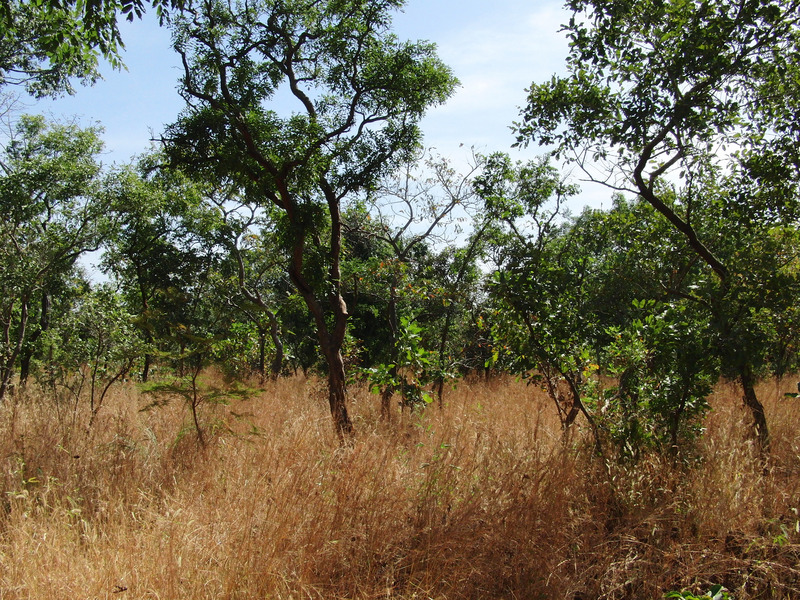 Shrub forest to the East