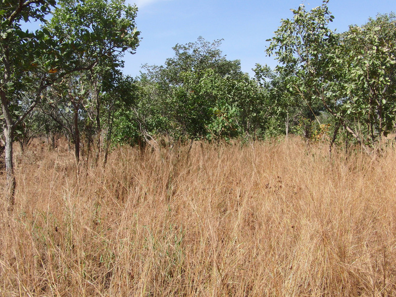 Shrub forest to the West