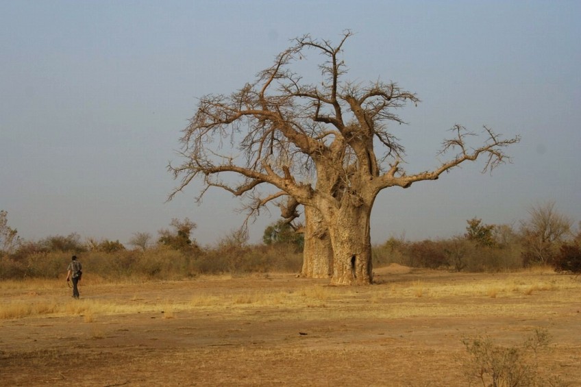 Baobab