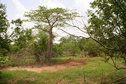 #3: Landscape to the East (baobab)