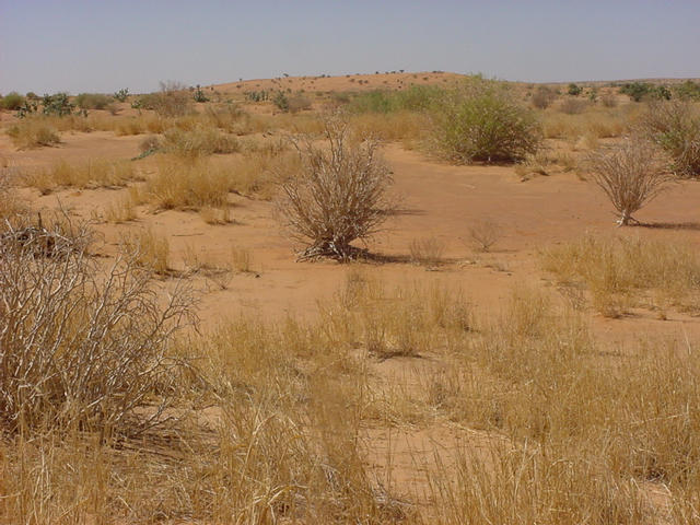 The bush growing out of the Confluence at the base of the hill