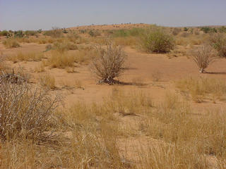 #1: The bush growing out of the Confluence at the base of the hill