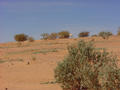 #3: Camels on a dune on the way to the confluence point