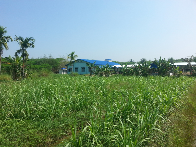 Across to the blue-roofed temple - prominent on satellite photos