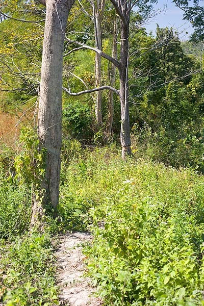 The degree confluence is in front of the "twin tree" in the background