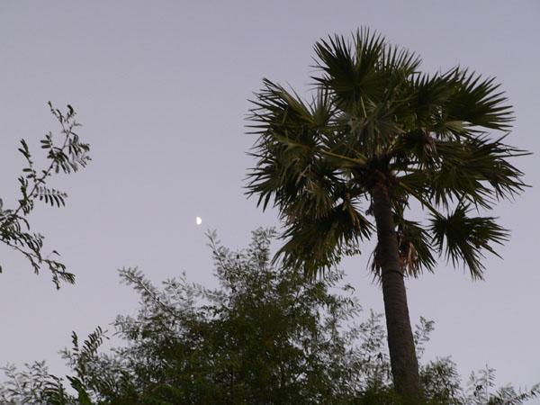 palm tree close to the confluence point