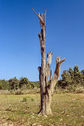 #7: A dead tree near the degree confluence