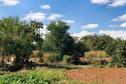 #5: View to the west from the degree confluence