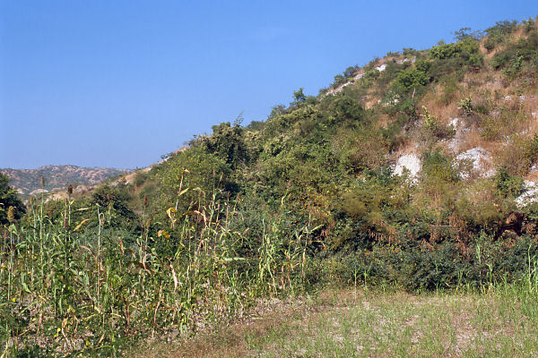 The degree confluence is in the shrubs at the end of the field