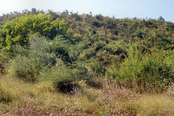 View to the west from the degree confluence