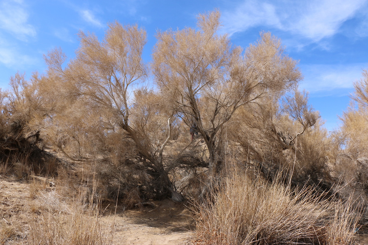 Tree in Gobi desert