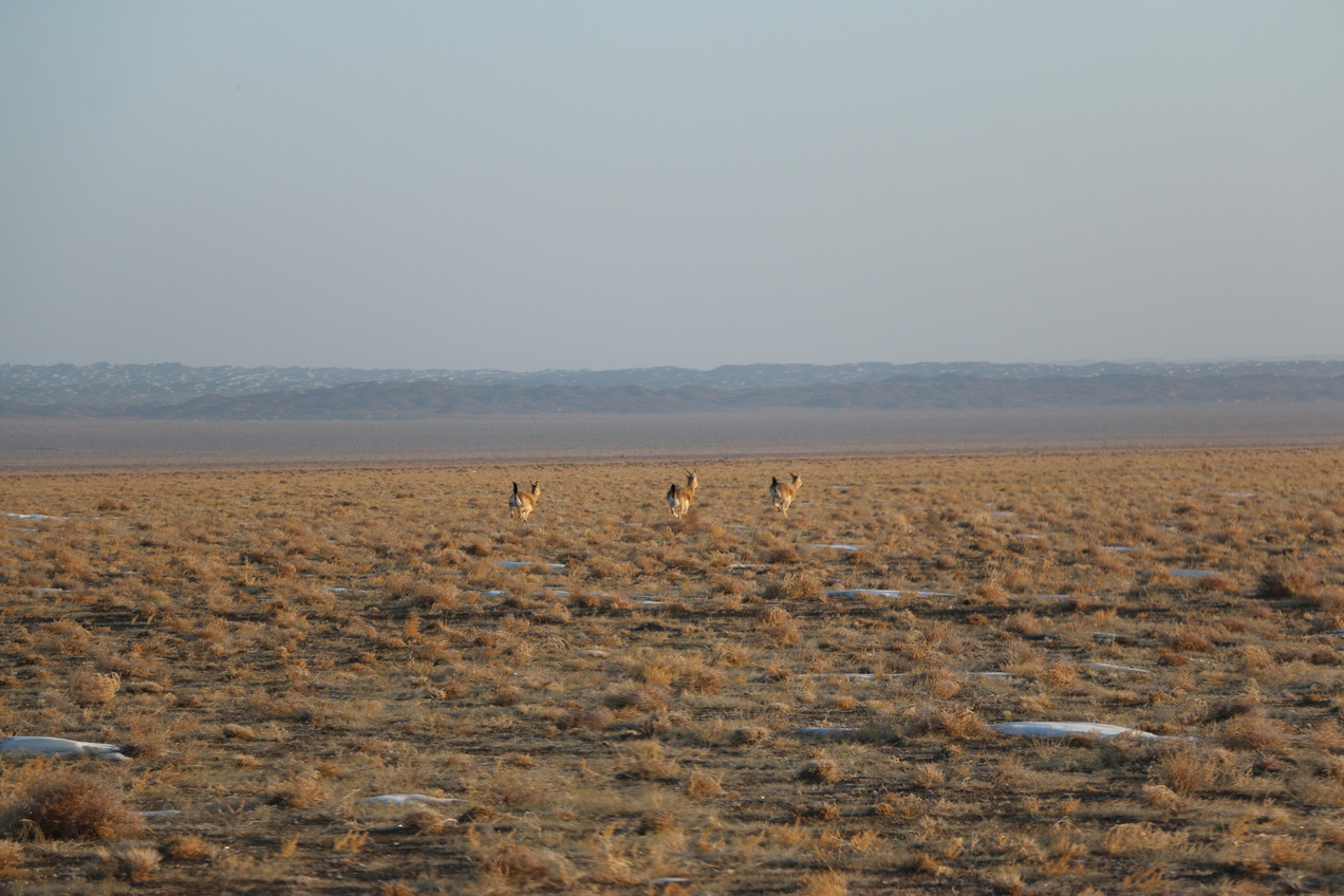 Black tailed gazelle 