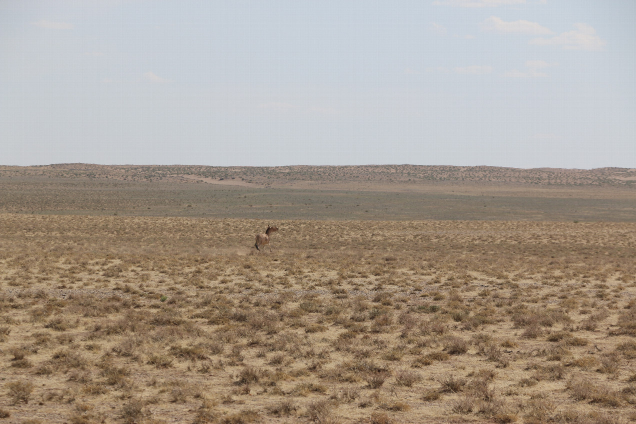 Wild horse in the Gobi dessert