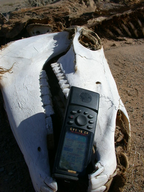 Horse skull at confluence (Oct. 5 visit)