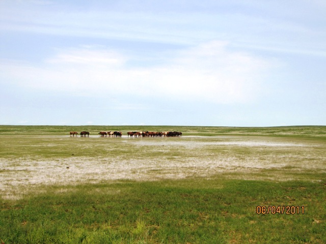 happy horses