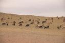 #9: Sheep near confluence