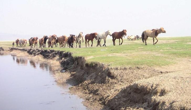 Horses on the steppe