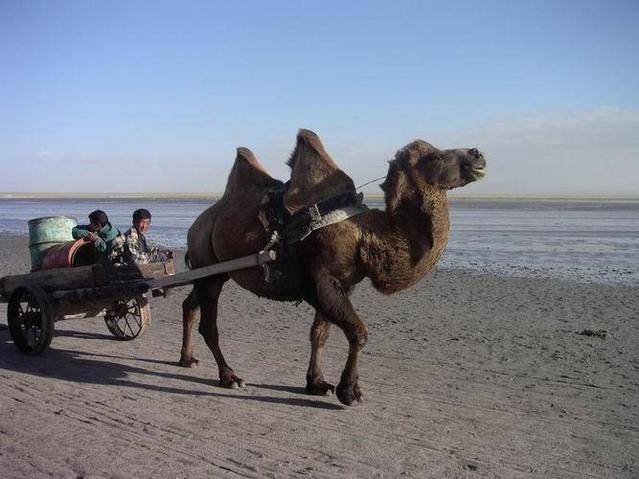 Camel cart