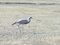 #7: Demoiselle crane