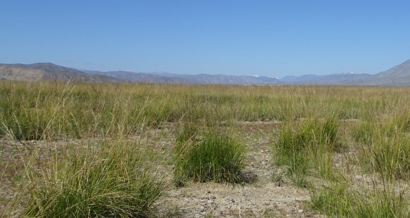 View west toward Altai mountains