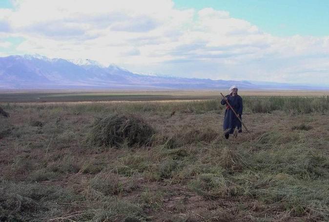 Haymaking