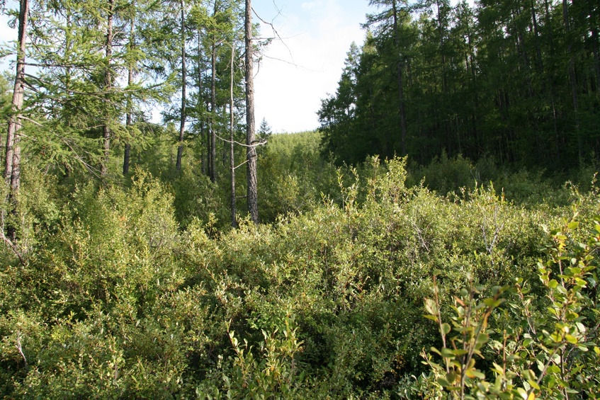 Facing South from confluence point