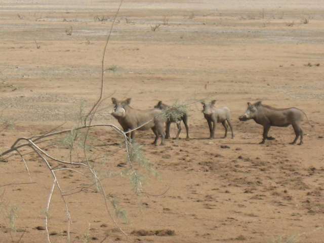 Warthogs